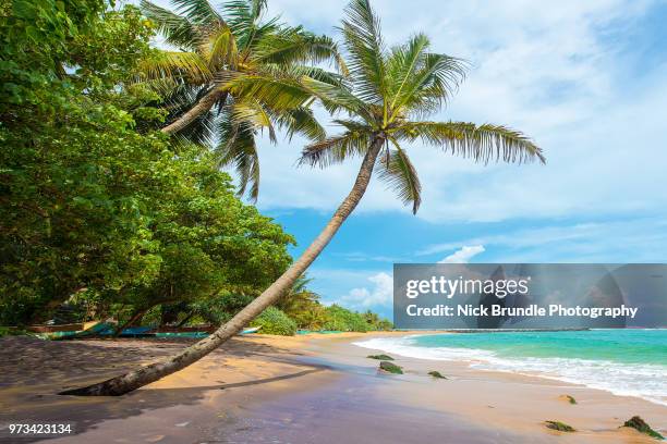 coconut palm, mirissa beach, sri lanka - palm leaves stock pictures, royalty-free photos & images