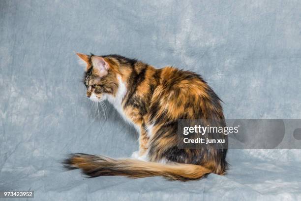 Cat Rear View Photos and Premium High Res Pictures - Getty Images