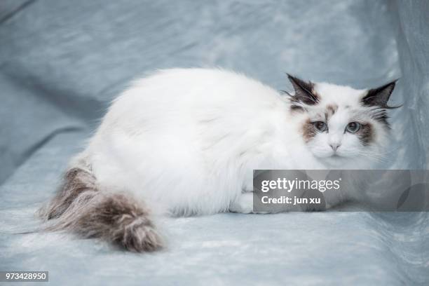 live wave cute cat - mixed breed cat stock pictures, royalty-free photos & images