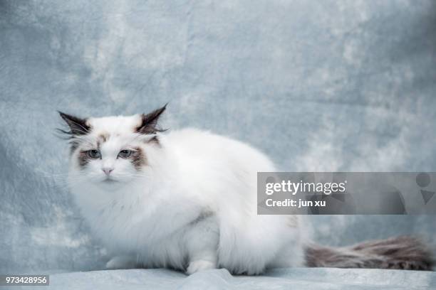 live wave cute cat - mixed breed cat stock pictures, royalty-free photos & images