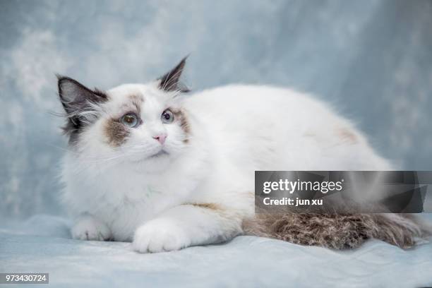 live wave cute cat - mixed breed cat stock pictures, royalty-free photos & images