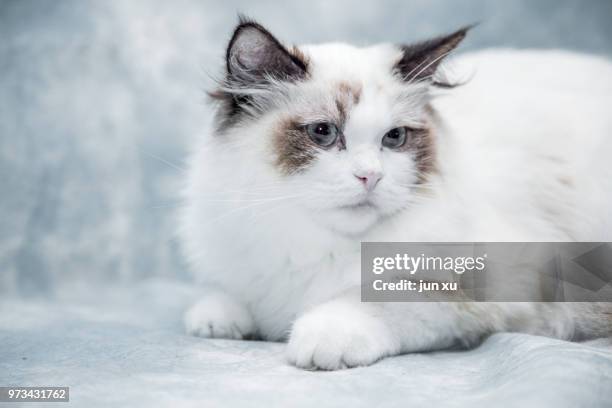 live wave cute cat - mixed breed cat stock pictures, royalty-free photos & images