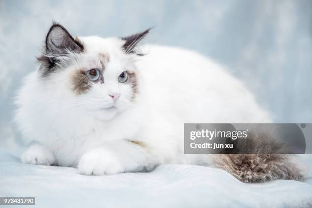 live wave cute cat - mixed breed cat stock pictures, royalty-free photos & images
