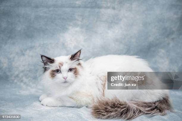 live wave cute cat - mixed breed cat stock pictures, royalty-free photos & images