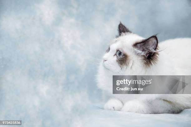 live wave cute cat - mixed breed cat stock pictures, royalty-free photos & images