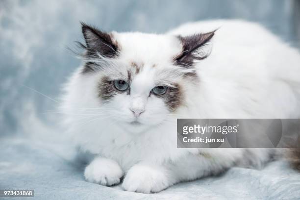live wave cute cat - mixed breed cat stock pictures, royalty-free photos & images