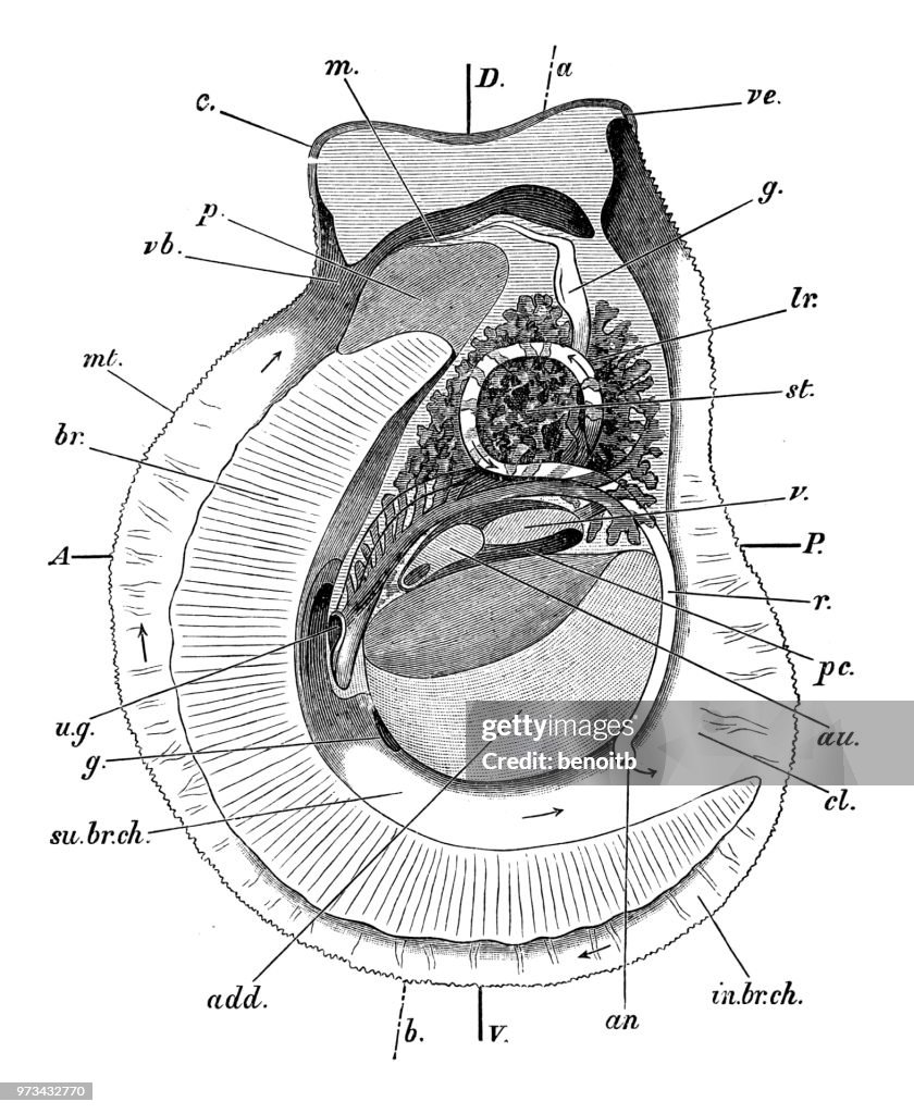 Oester