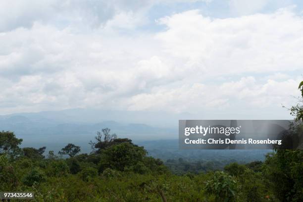 vegetation on mount nyiragongo. - giant groundsel stock pictures, royalty-free photos & images