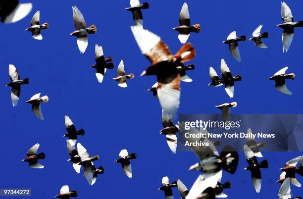 Pigeons fill the sky and fly in formation in the Carroll Gardens section of Brooklyn.