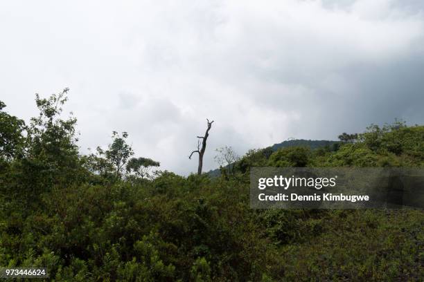 vegetation on mount nyiragongo. - giant groundsel stock pictures, royalty-free photos & images