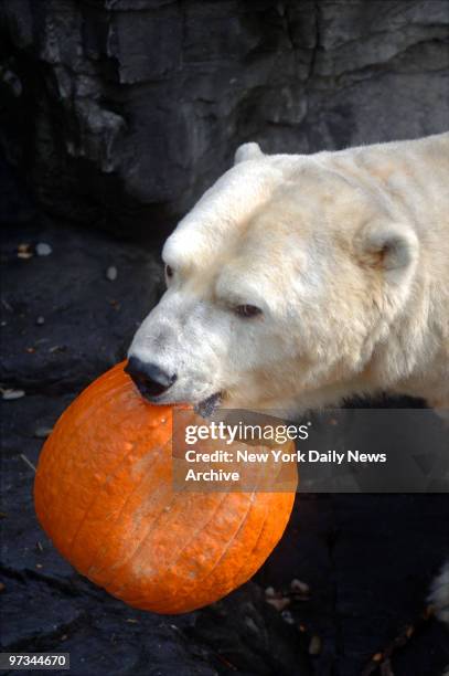 Polar bear Gus celebrates Halloween with a snack of pumpkin filled with fish and other tasty treats during the Wildlife Conservation Society's Boo at...