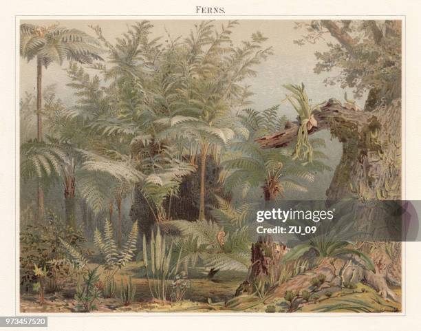 ferns, lithograph, published in 1897 - bird's nest fern stock illustrations