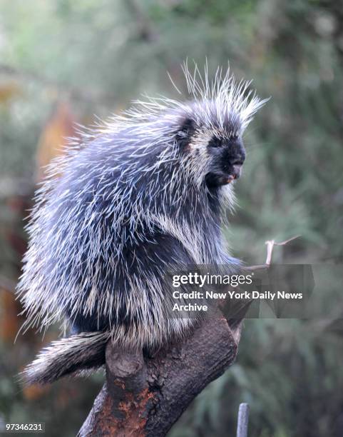 Porcupine hangs around the Wildlife Conservation Society Prospect Park Zoo.