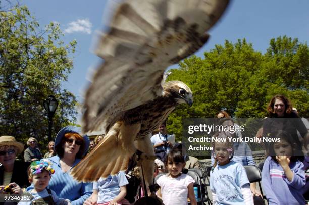 Preschoolers get to see a red-tailed hawk outside Belvedere Castle in Central Park. They were on hand as conservationists announced a $100,000 grant...