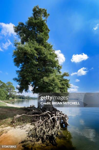 ethereal lake side scene, cypress tree with expose lake side scene, cypress tree with exposed roots at the waters edge lake side scene, cypress tree with exposed roots at the waters edge lake side scene, cypress tree with exposed roots at the waters edge - cypress tree stockfoto's en -beelden