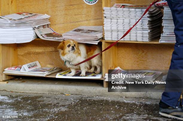 Princess finds shelter from the arctic winds and freezing temperatures at a newsstand on Ave. U in Brooklyn. And winter doesn't officially start...