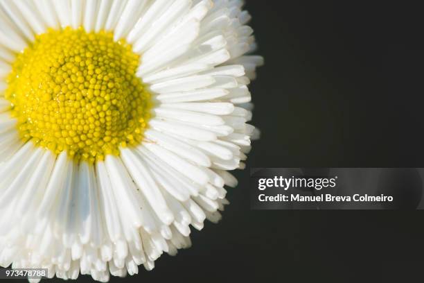 daisy in bloom - kronblatt stock-fotos und bilder