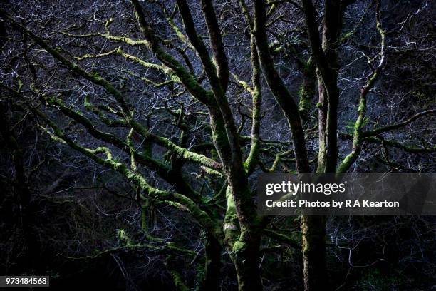 creepy dark tree branches - eichenwäldchen stock-fotos und bilder