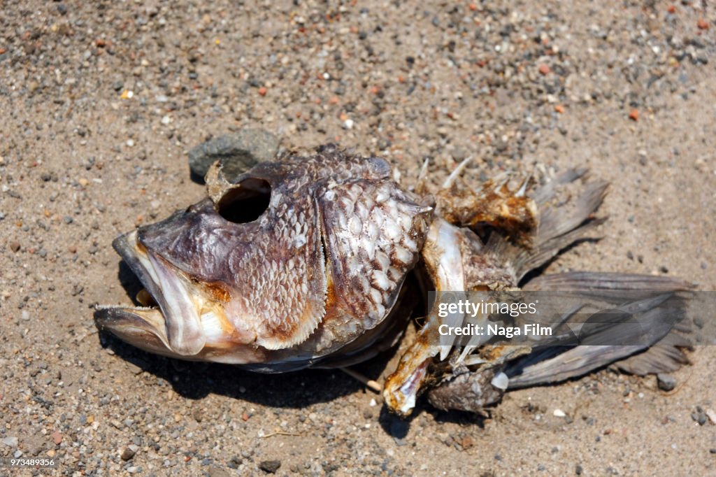 A decaying fish head.