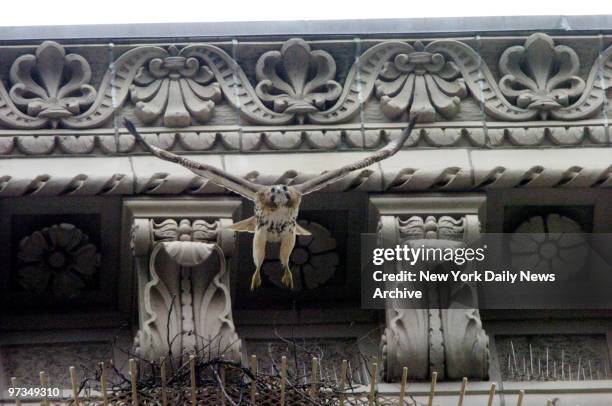 Red-tailed hawk Pale Male gets to work building a new nest for himself and mate Lola on top of apartment building at 927 Fifth Ave. The birds have...