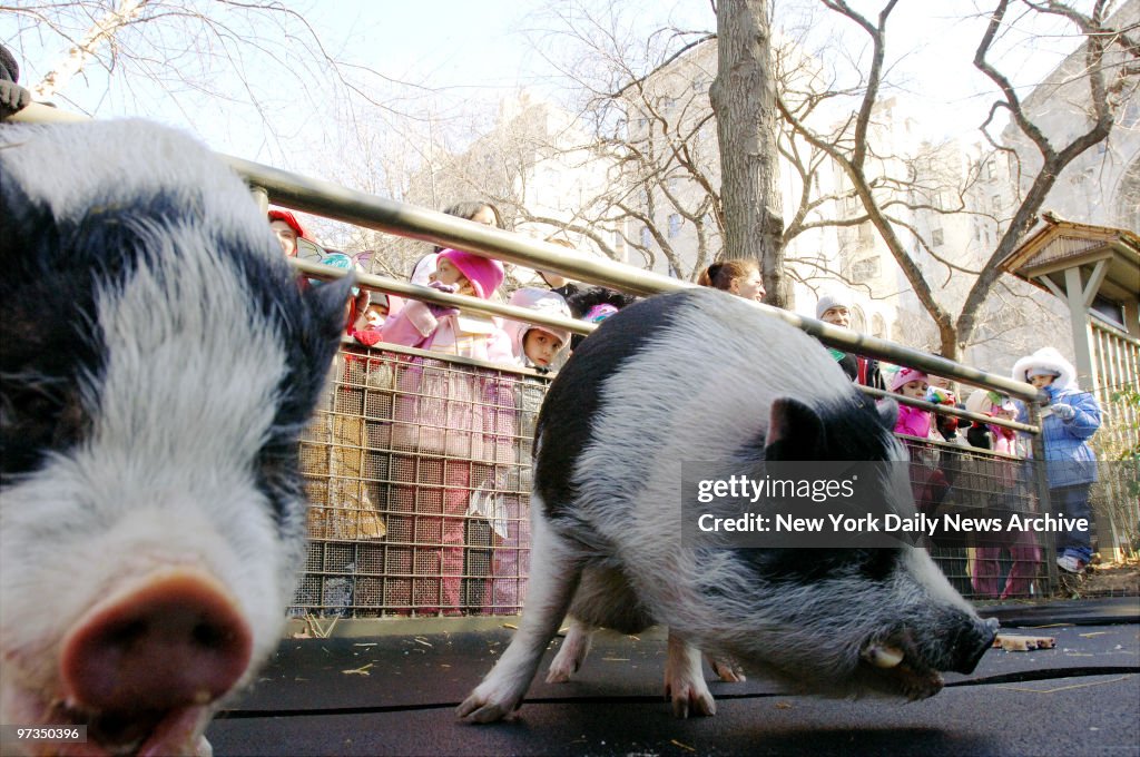 Resident pot-bellied pigs Oliver (left) and Otis prepare to