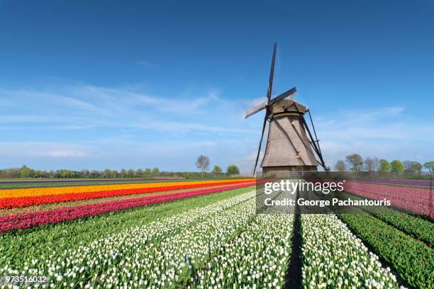 tulip fields and windmill - south holland ストックフォトと画像