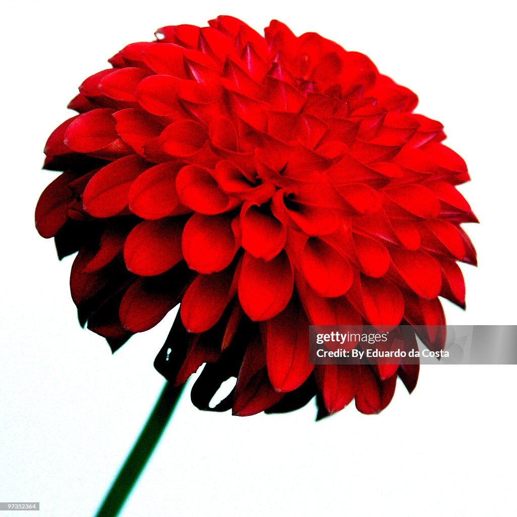 Red Pompom Dahlia