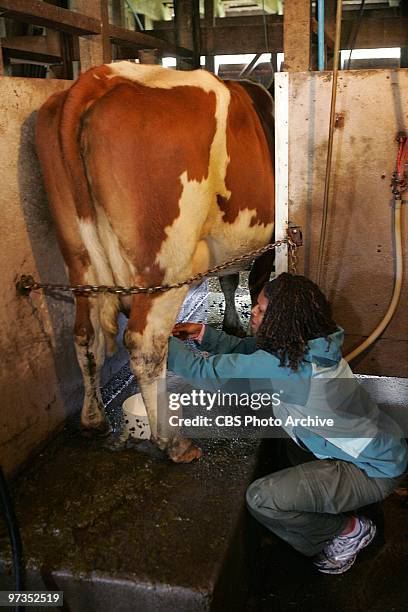 When the Cow Kicked Me in the Head " --Lawyer mom Monique perform a Road Block on the Weisser Family Farm by Lake Llanquihue, Chile in which one team...