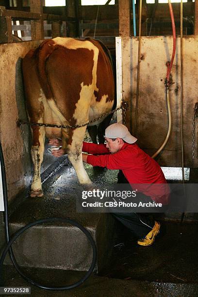 When the Cow Kicked Me in the Head " --Jordan performs a Road Block on the Weisser Family Farm by Lake Llanquihue, Chile in which one team member...