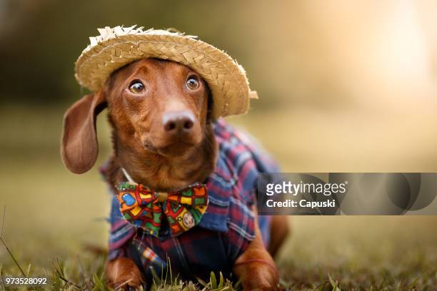 dog wearing june's party are john clothes - animal themes stock pictures, royalty-free photos & images