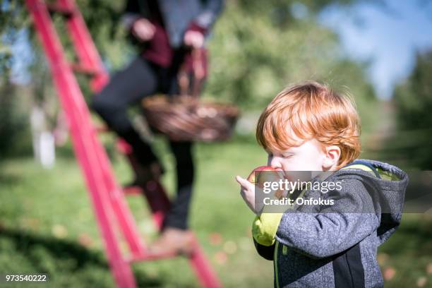 young mother and her son picking apples in orchard - onfokus stock pictures, royalty-free photos & images