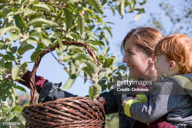 young mother and her son picking apples in orchard - onfokus stock pictures, royalty-free photos & images