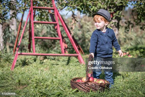 young redhead baby boy picking apples in orchard - onfokus stock pictures, royalty-free photos & images