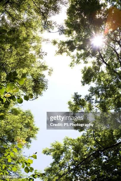 sunlight breaking through trees in forest  - erlangen stock pictures, royalty-free photos & images