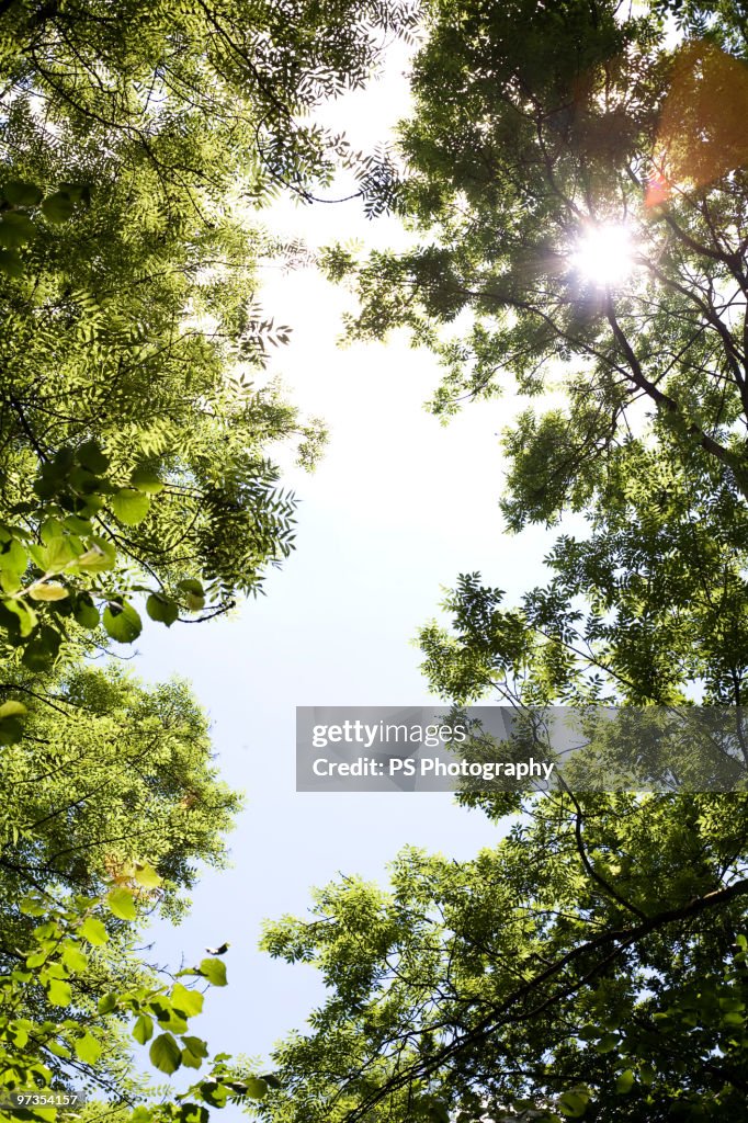 Sunlight breaking through trees in forest