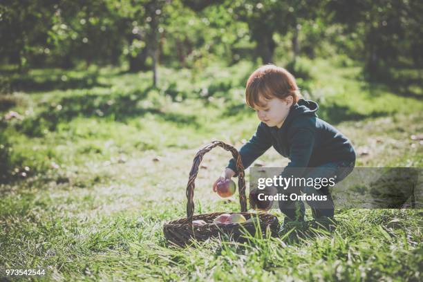 young redhead baby boy picking apples in orchard - onfokus stock pictures, royalty-free photos & images