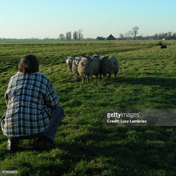 sheeps on field in countryside - lucy lambriex fotografías e imágenes de stock