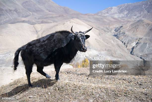 three legged nepali cow - lucy lambriex stock-fotos und bilder