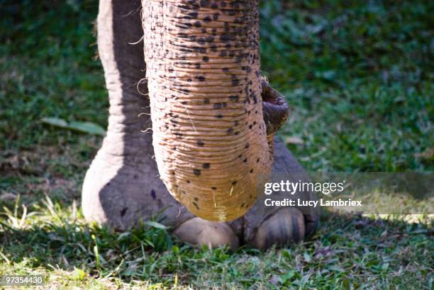 elephant's trunk and foot - lucy lambriex stock-fotos und bilder