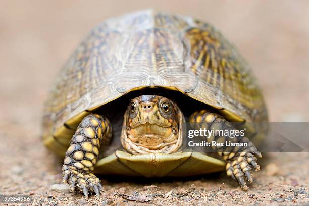 turtle, front view, close-up - box turtle fotografías e imágenes de stock