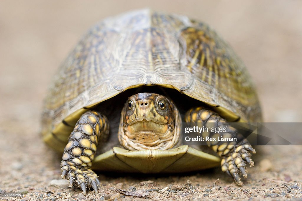 Turtle, front view, close-up