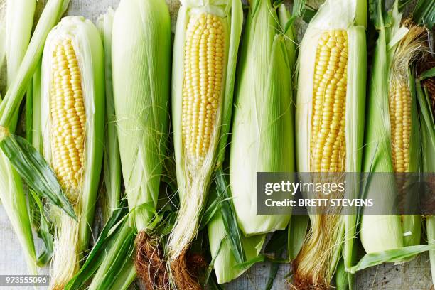 sweetcorn - suikermais stockfoto's en -beelden