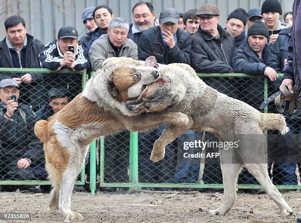 People watch wolfhounds fight at a stadium in Bishkek on February 28, 2010. The fight was organised by a local dog breeders club with the aim of...