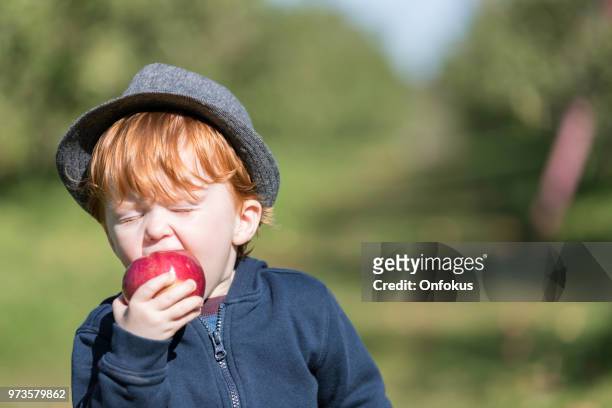 junge rothaarige baby boy pflücken äpfel im obstgarten - apfelernte stock-fotos und bilder
