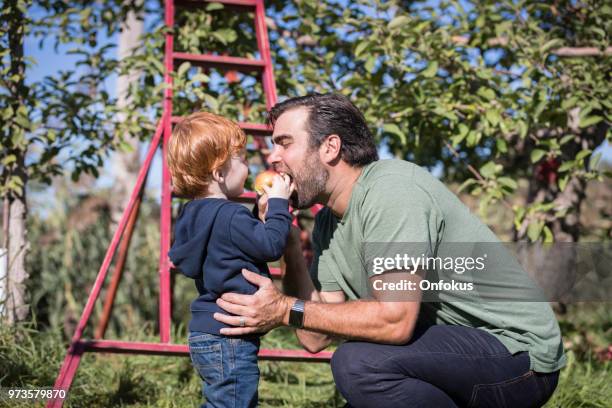 young father and her son picking apples in orchard - onfokus stock pictures, royalty-free photos & images