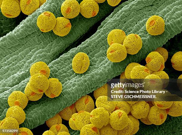 bellflower pollen, sem - scientific micrograph stock-fotos und bilder