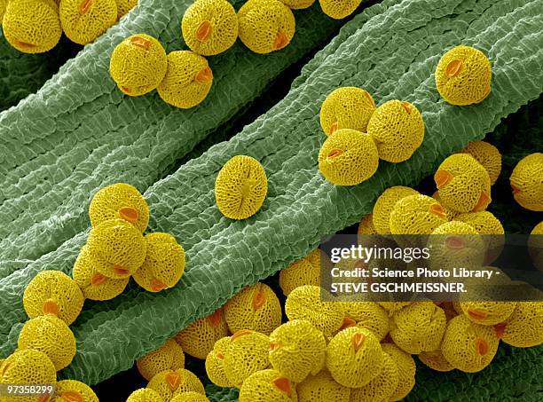 bellflower pollen, sem - micrografía electrónica escaneadora fotografías e imágenes de stock