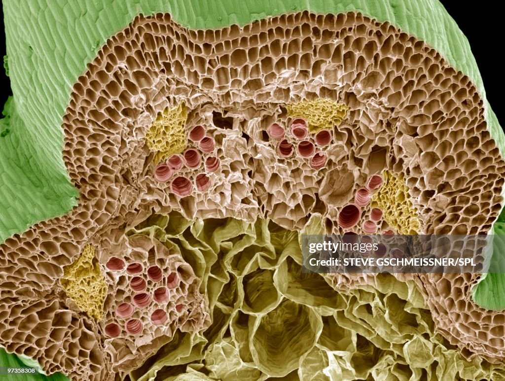 Nasturtium stem, SEM