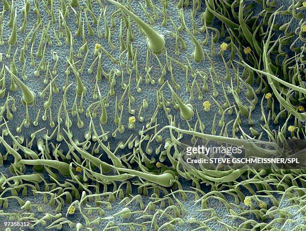 tomato leaf surface, sem - trichome stock pictures, royalty-free photos & images