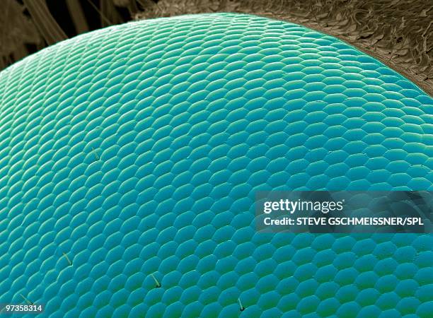 wasp eye, sem - compound eye stock pictures, royalty-free photos & images